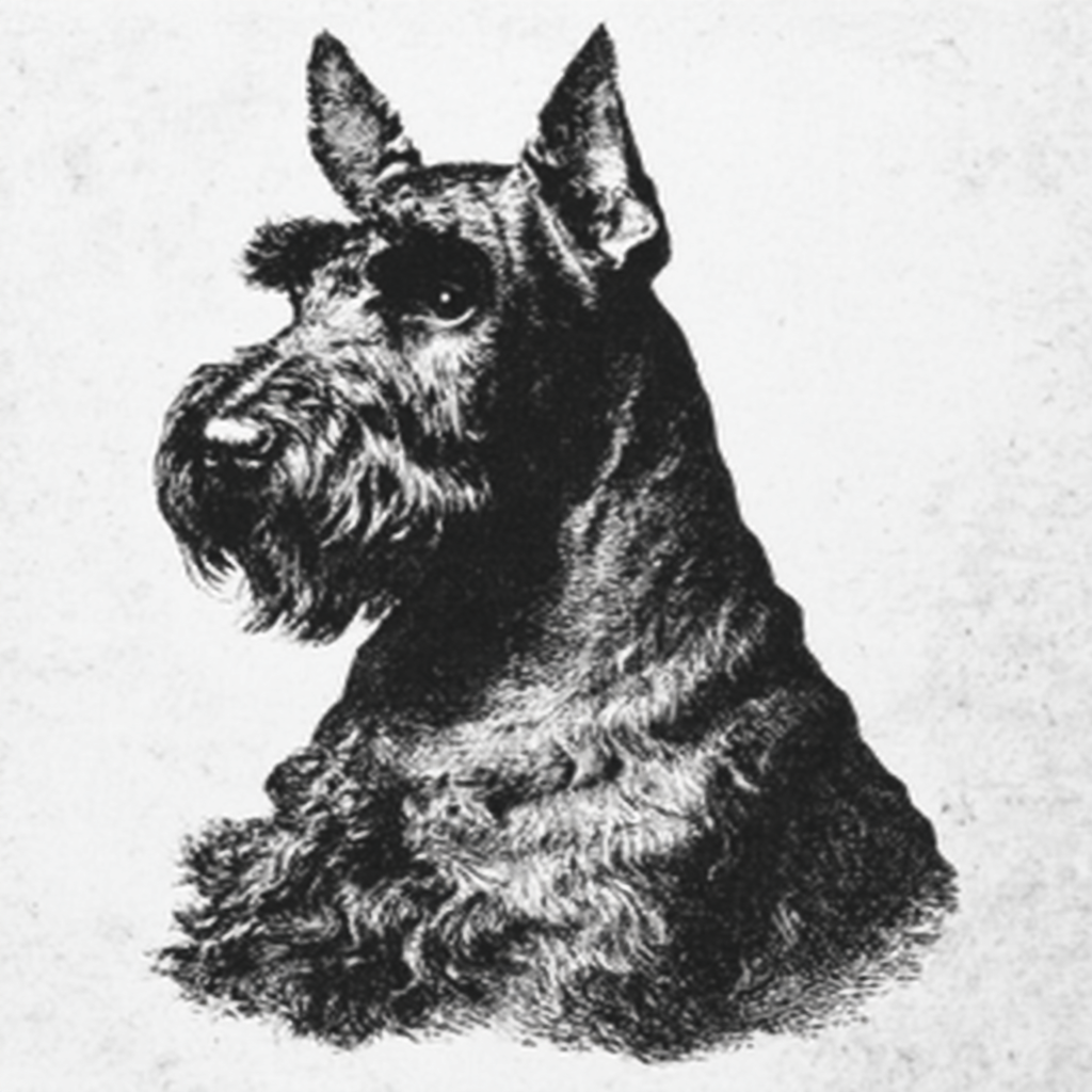 Simple Schnauzer Line Drawing