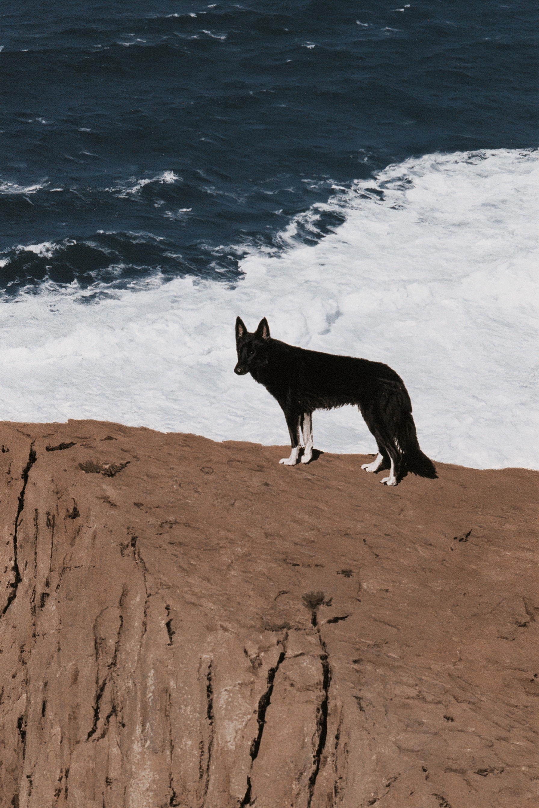 Schwarzer Hund auf einer stürmischen Klippe