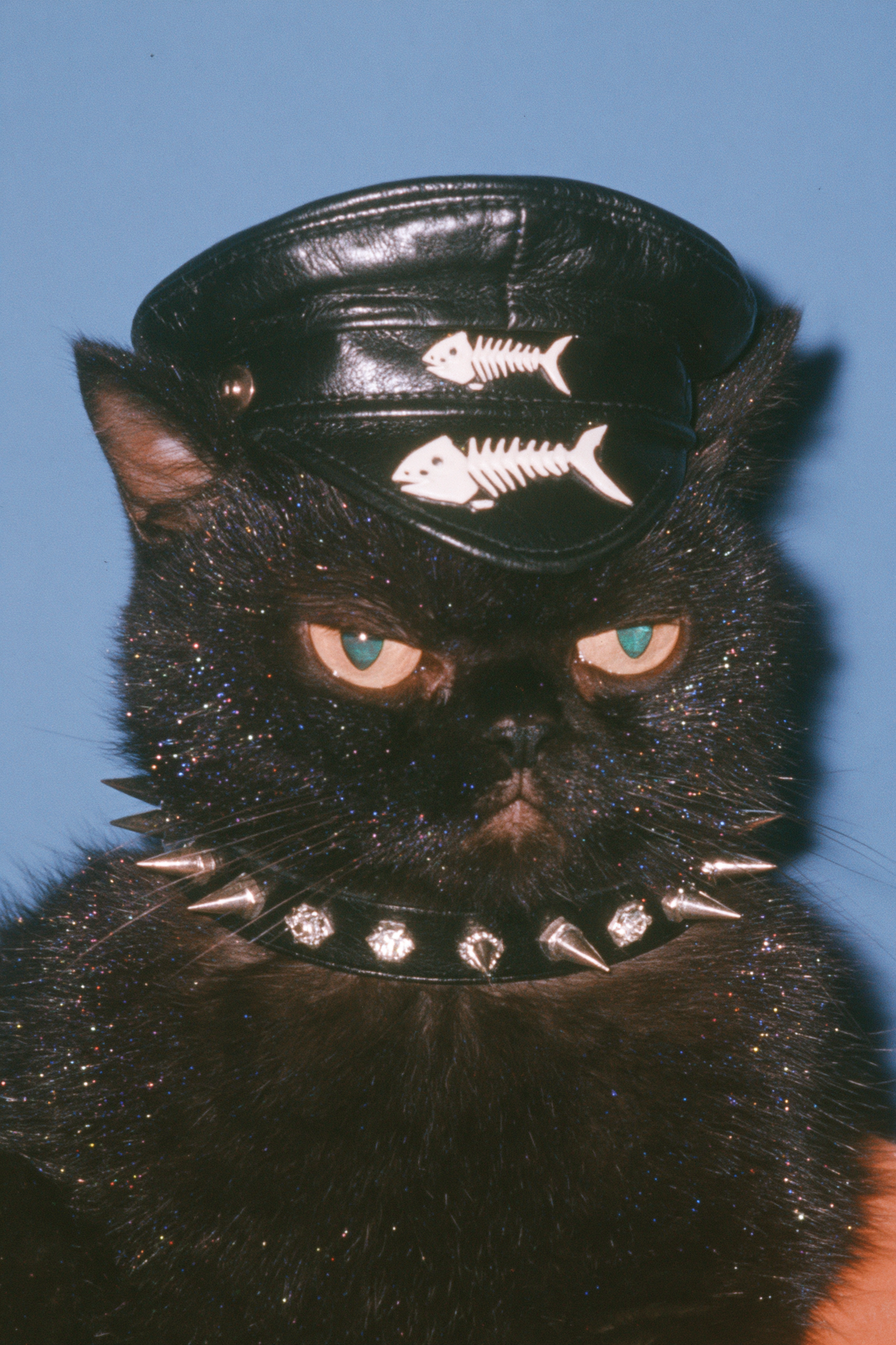Velma Voodoo, the Purple Biker Cat
