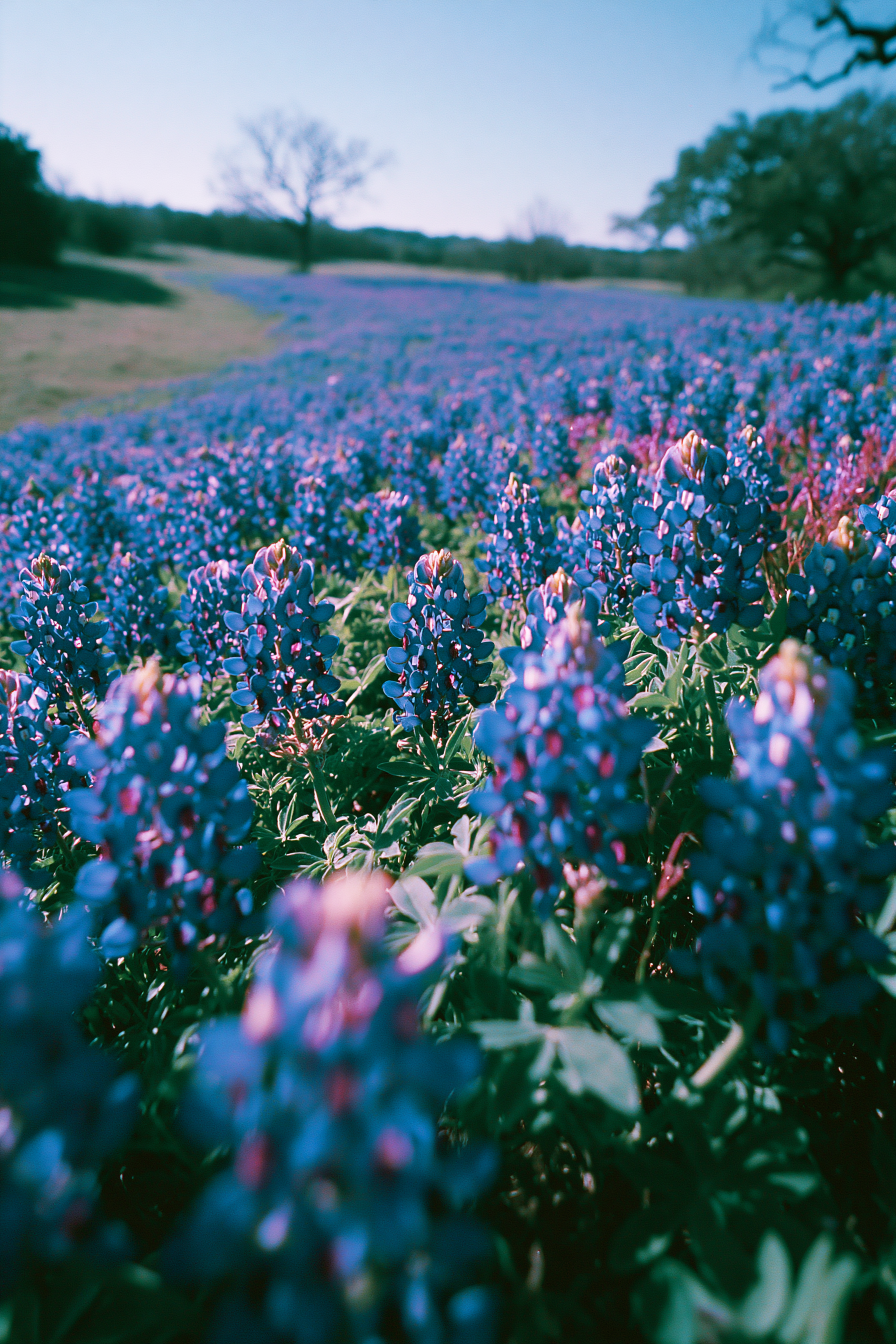 Texas Bluebonnet Ranch in Spring
