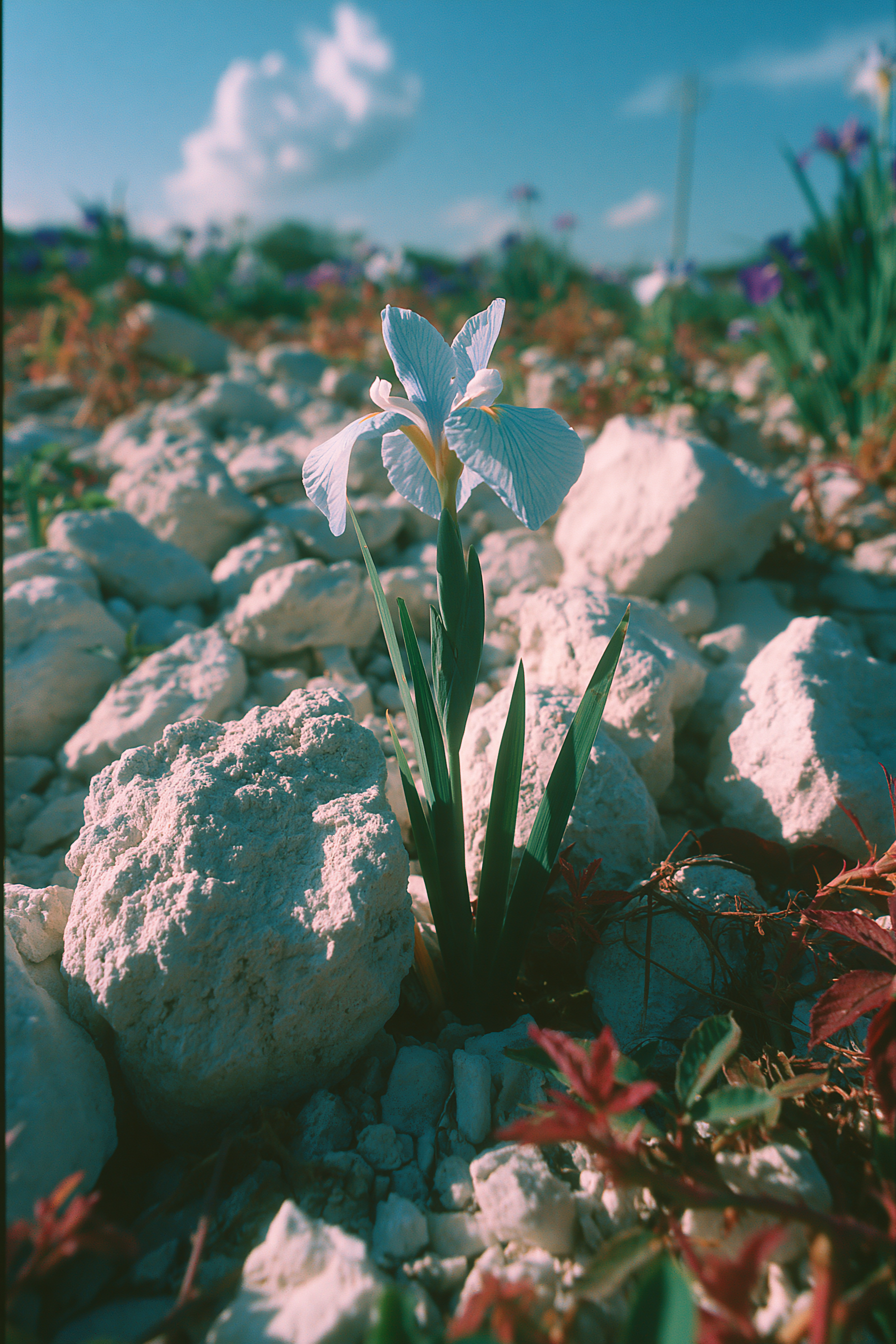 White Rocks and Iris Flower