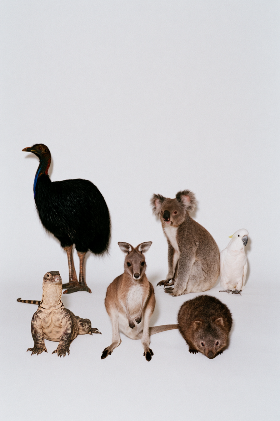 Collage Realista de Animales Australianos