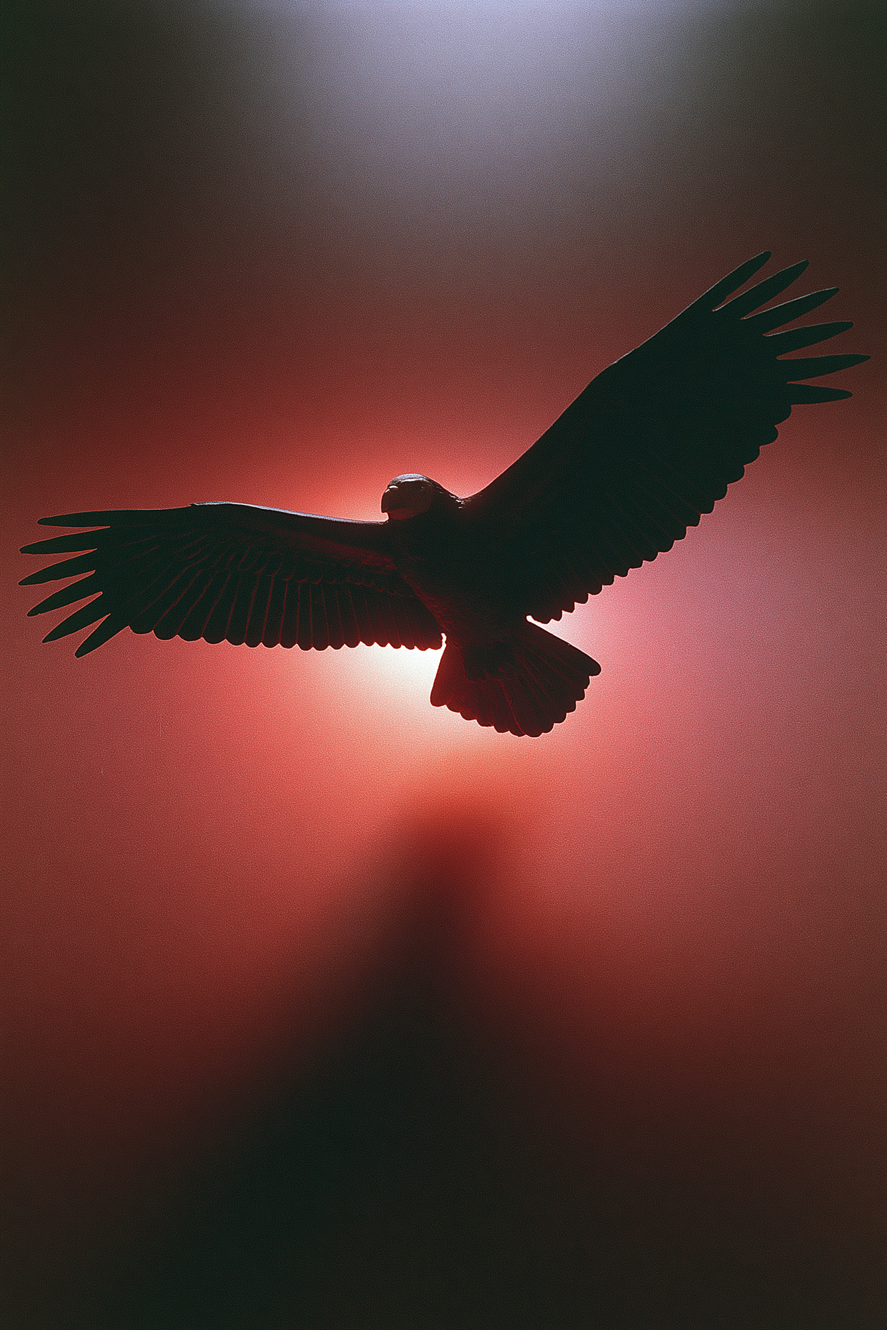 Bald Eagle Minimalist Wallpaper