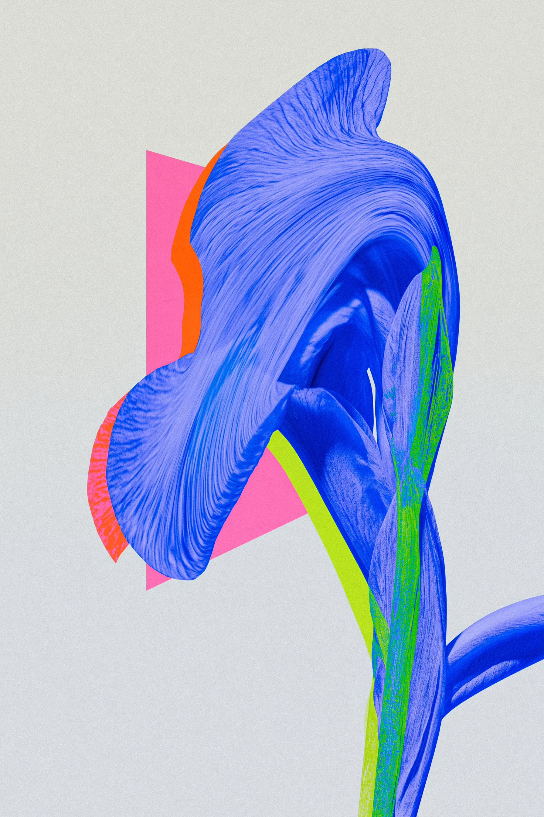 Dreamy Blurred Purple Iris
