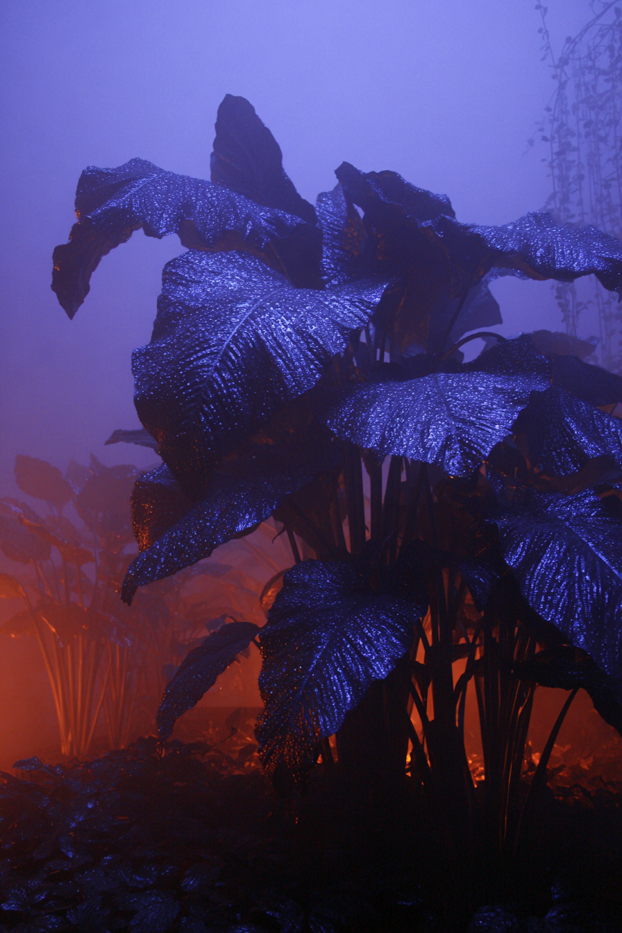 Bioluminescent Dew on Giant Rainforest Leaves